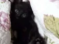 Cirilo