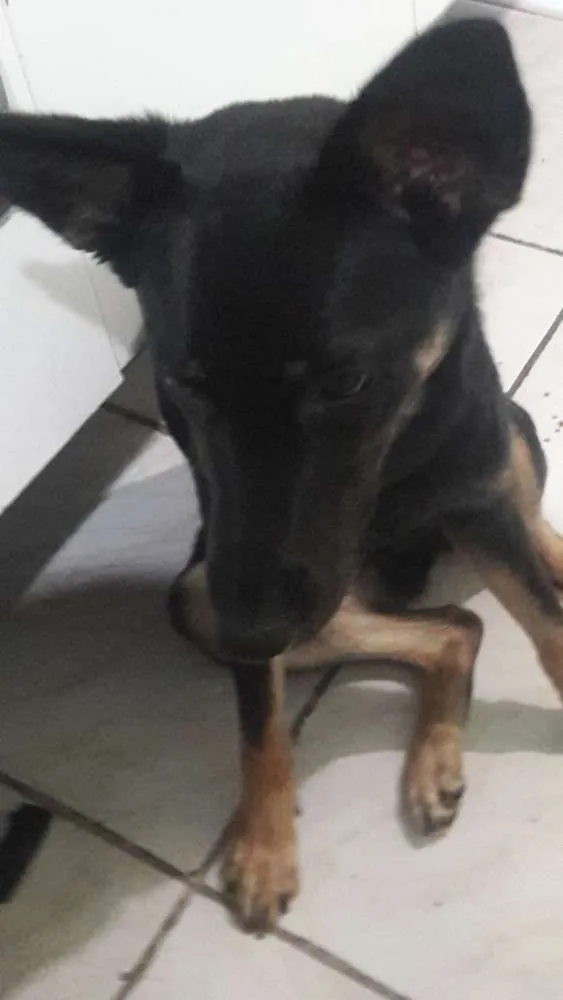 Cachorro ra a mista idade 7 a 11 meses nome Belinha