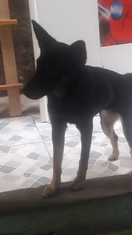 Cachorro ra a mista idade 7 a 11 meses nome Belinha