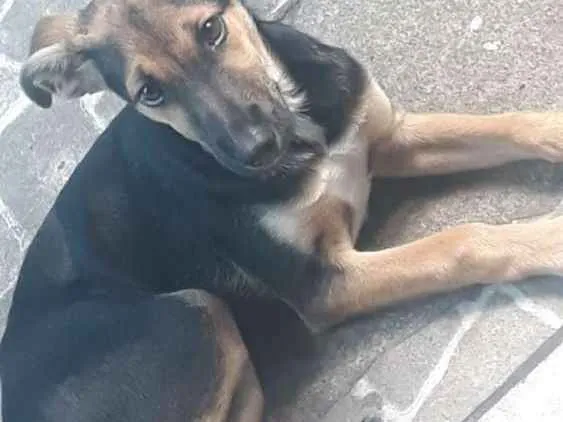 Cachorro ra a Srd idade 2 a 6 meses nome Filhote 