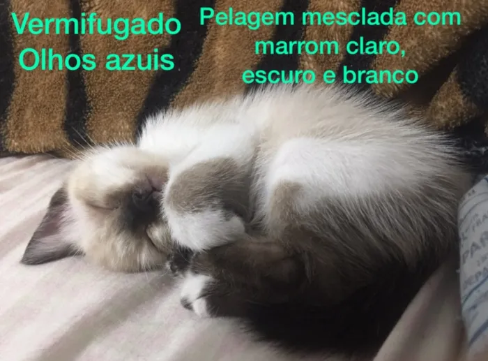 Gato ra a SRD idade Abaixo de 2 meses nome Vários 