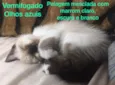 Vários
