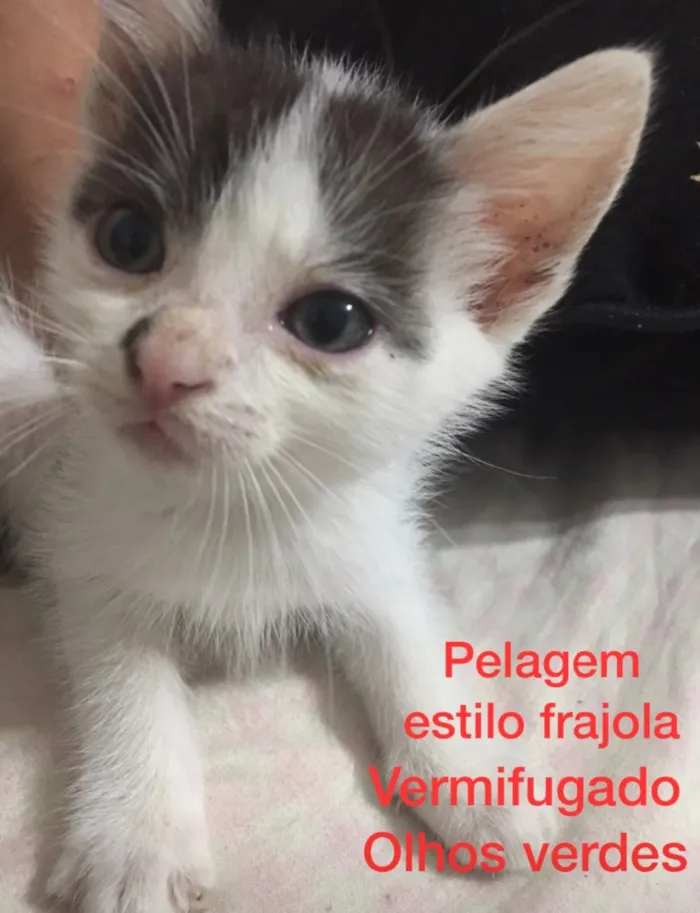 Gato ra a SRD idade Abaixo de 2 meses nome Vários 