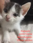 Vários