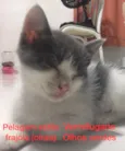Vários