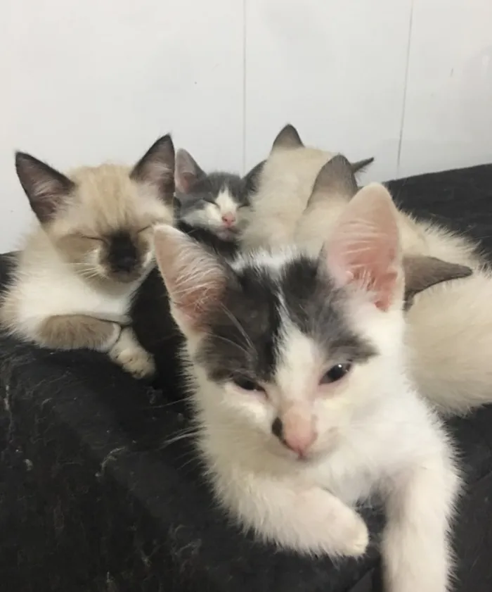 Gato ra a SRD idade Abaixo de 2 meses nome Vários 