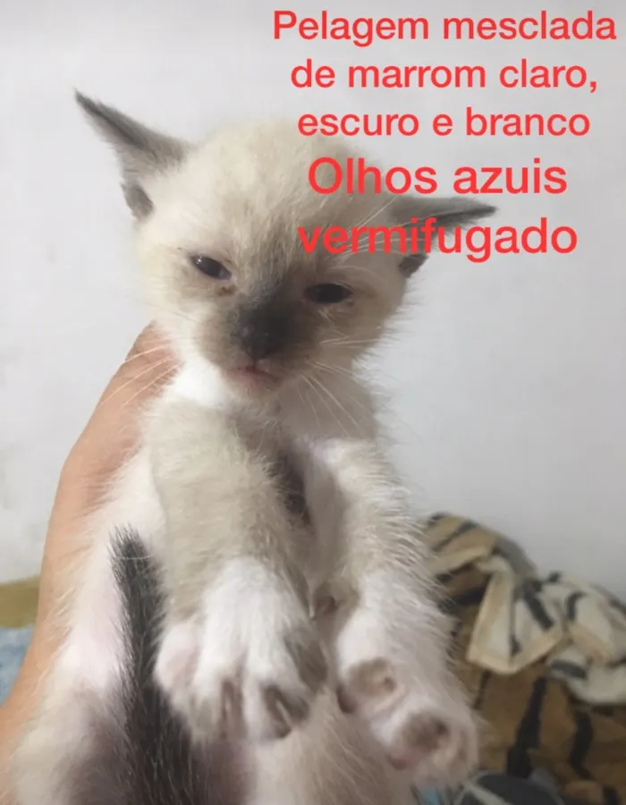Gato ra a SRD idade Abaixo de 2 meses nome Vários 