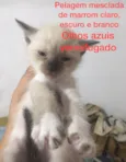 Vários