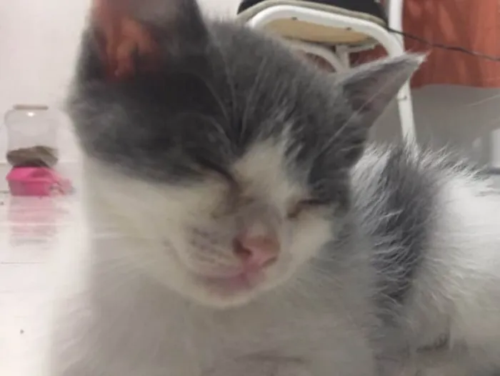 Gato ra a SRD idade Abaixo de 2 meses nome Vários 