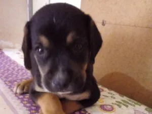 Cachorro raça S/raça definida idade 2 a 6 meses nome Spak