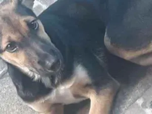 Cachorro raça Srd idade 2 a 6 meses nome Filhote 