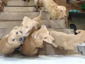 Cachorro raça Sem raça  idade 2 a 6 meses nome Pipoca