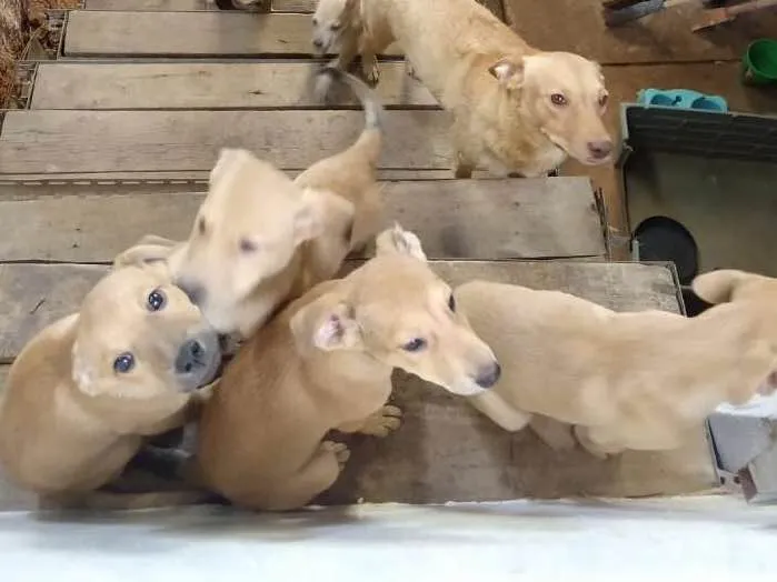 Cachorro raça Sem raça  idade 2 a 6 meses nome Pipoca