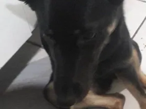 Cachorro raça mista idade 7 a 11 meses nome Belinha