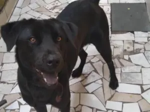 Cachorro raça Labrador idade 2 anos nome Shelby