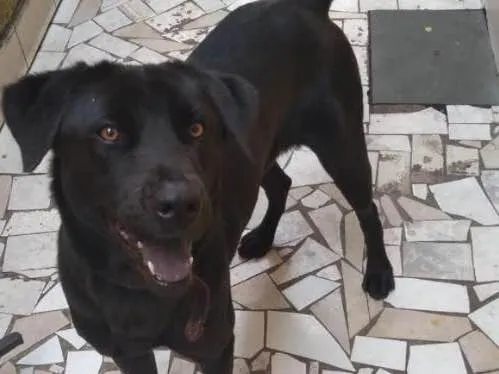 Cachorro ra a Labrador idade 2 anos nome Shelby
