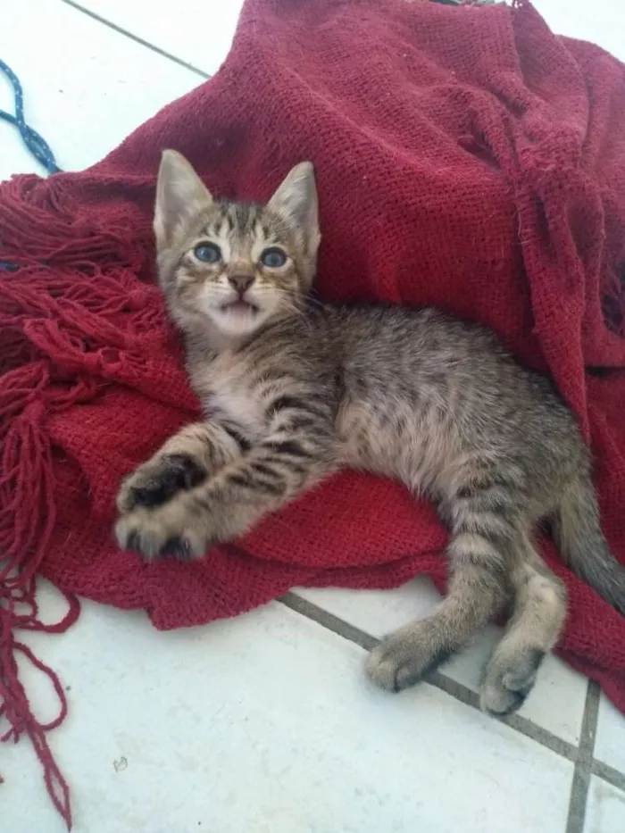 Gato ra a SDR idade Abaixo de 2 meses nome Layla