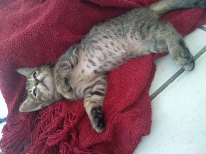 Gato ra a SDR idade Abaixo de 2 meses nome Layla