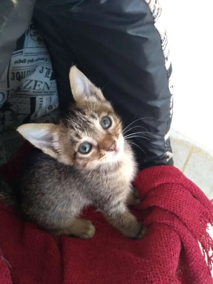 Gato ra a SDR idade Abaixo de 2 meses nome Layla