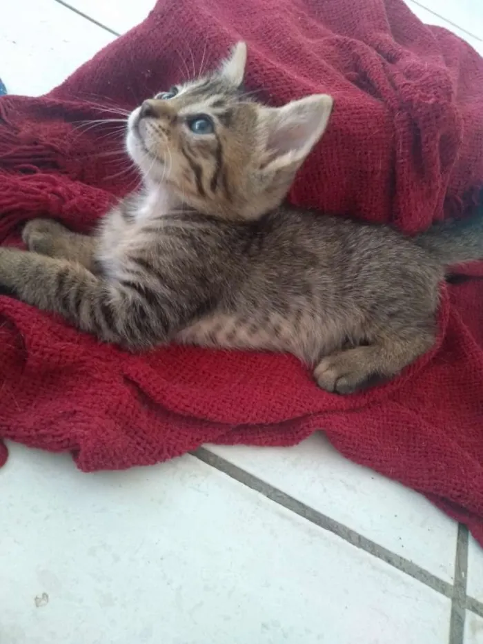 Gato ra a SDR idade Abaixo de 2 meses nome Layla