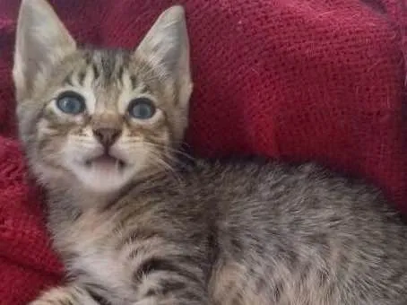 Gato ra a SDR idade Abaixo de 2 meses nome Layla