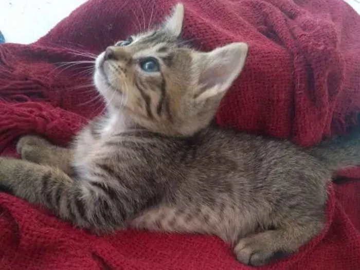 Gato ra a SDR idade Abaixo de 2 meses nome Layla