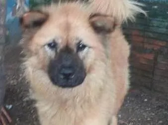 Cachorro ra a vira-lata com chow chow idade 2 anos nome TRISTÃO