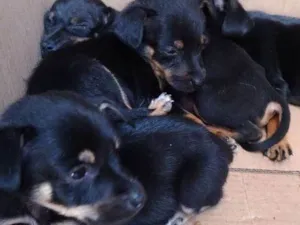 Cachorro raça Vira latas idade Abaixo de 2 meses nome Nene