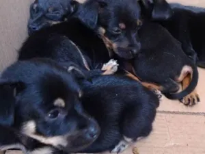 Cachorro raça Vira latas idade Abaixo de 2 meses nome Nene