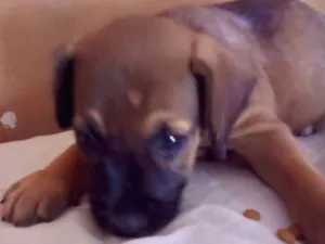Cachorro raça S/raça definida idade 2 a 6 meses nome Brenda