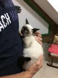 Alzirinha