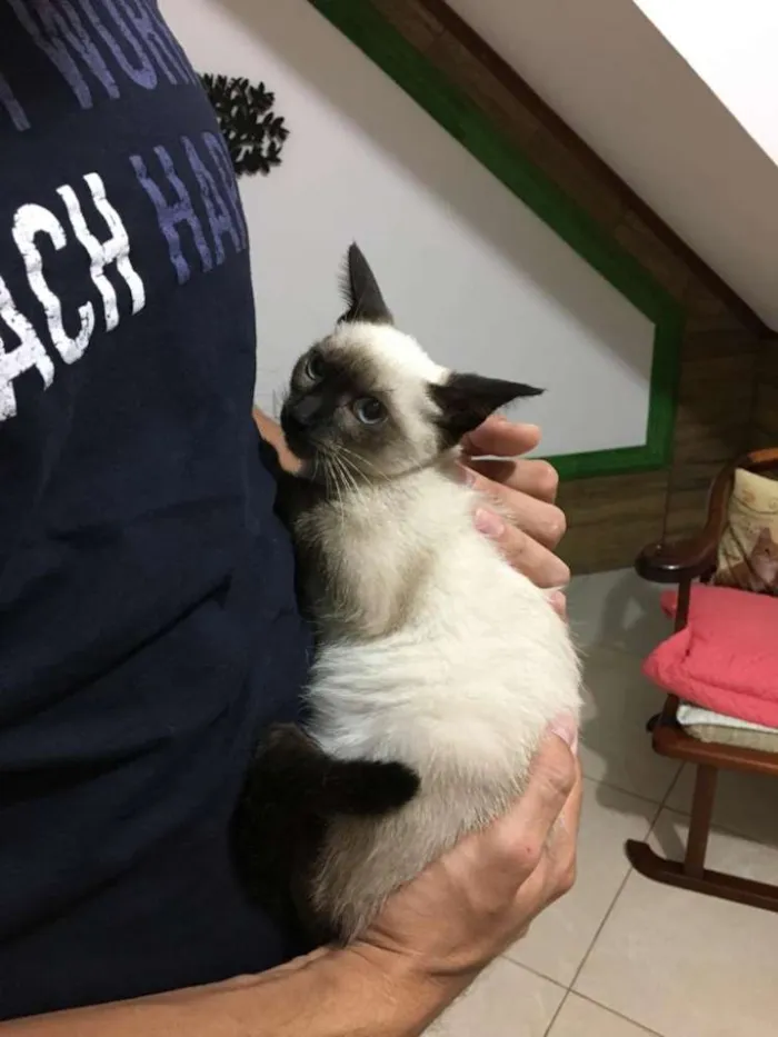 Gato ra a Siamês idade 2 a 6 meses nome Alzirinha
