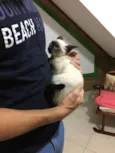 Alzirinha