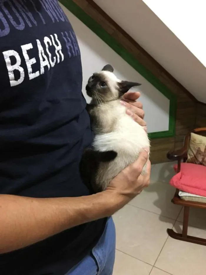 Gato ra a Siamês idade 2 a 6 meses nome Alzirinha