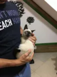 Alzirinha