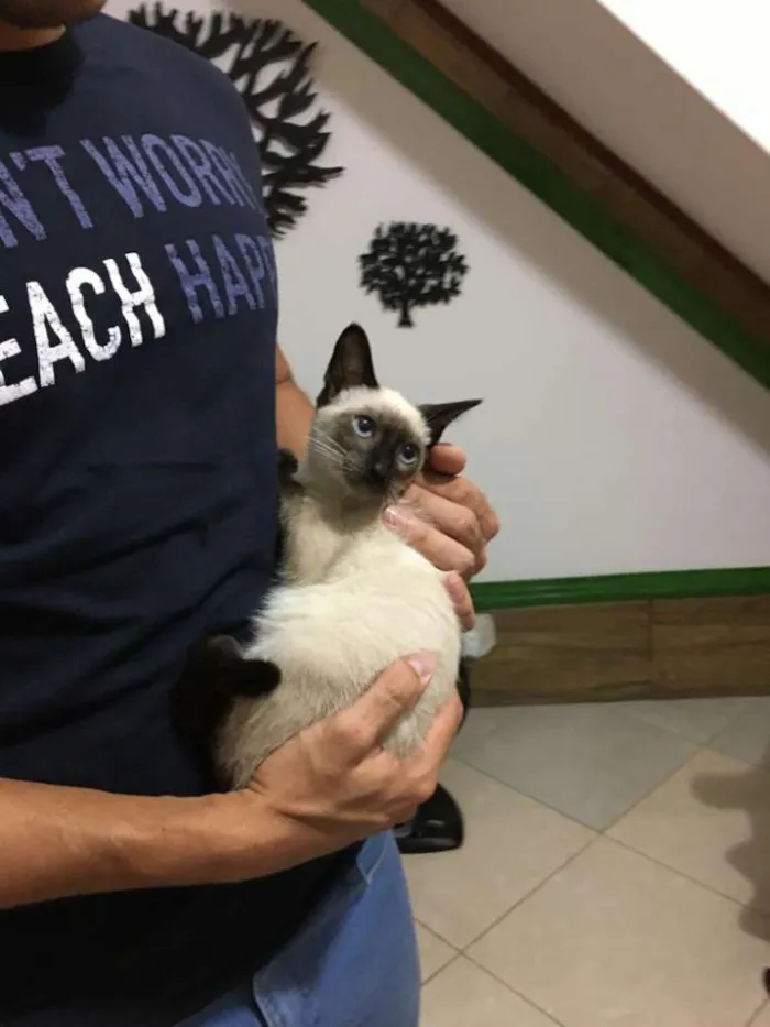 Gato ra a Siamês idade 2 a 6 meses nome Alzirinha