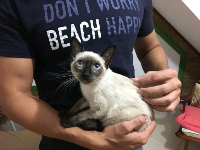 Gato ra a Siamês idade 2 a 6 meses nome Alzirinha