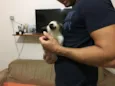 Alzirinha