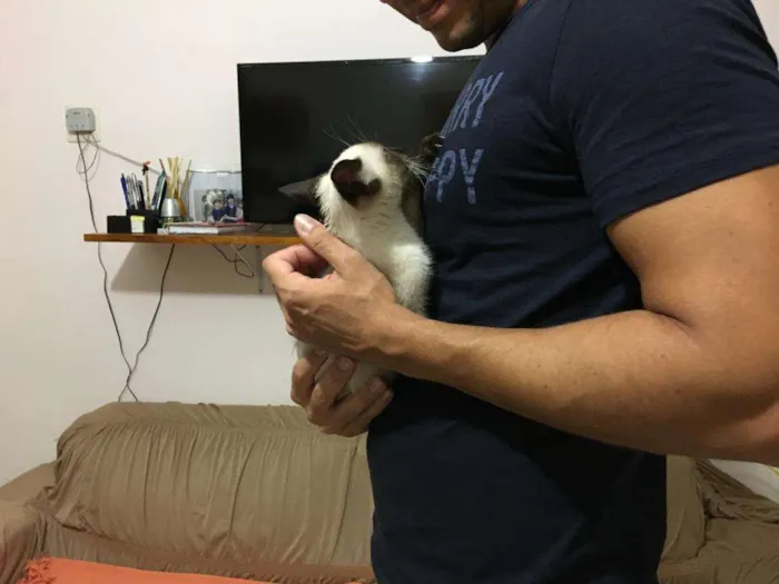 Gato ra a Siamês idade 2 a 6 meses nome Alzirinha