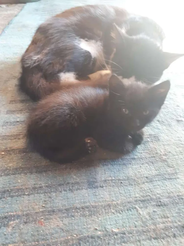 Gato ra a Não definida  idade Abaixo de 2 meses nome Não tem ainda 