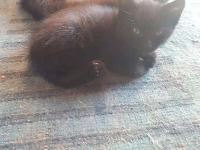 Gato ra a Não definida  idade Abaixo de 2 meses nome Não tem ainda 