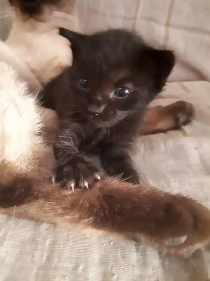 Gato ra a Não definida  idade Abaixo de 2 meses nome Não tem ainda 