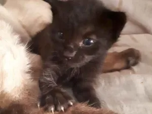 Gato raça Não definida  idade Abaixo de 2 meses nome Não tem ainda 