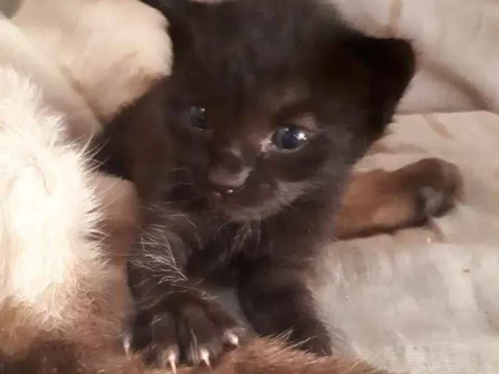 Gato ra a Não definida  idade Abaixo de 2 meses nome Não tem ainda 