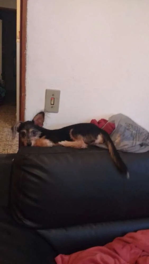 Cachorro ra a Srd idade 7 a 11 meses nome Kenai