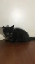 Gatinho preto