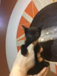 Gatinho preto