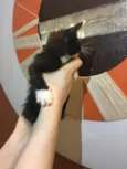 Gatinho preto e bran