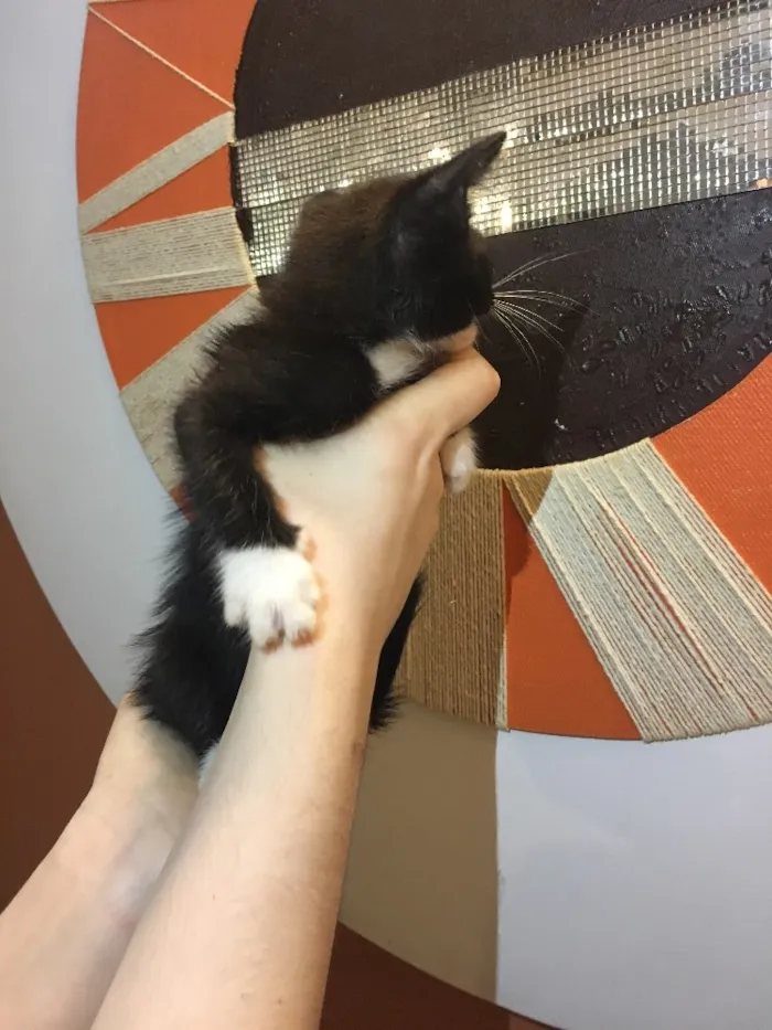 Gato ra a Sem raça idade Abaixo de 2 meses nome Gatinho preto e bran