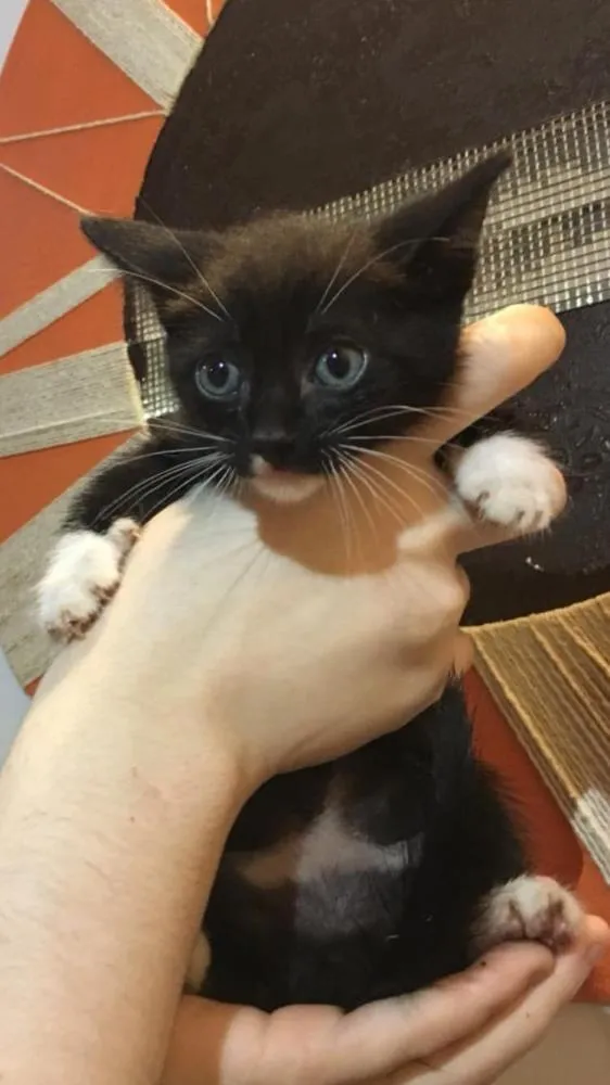 Gato ra a Sem raça idade Abaixo de 2 meses nome Gatinho preto e bran